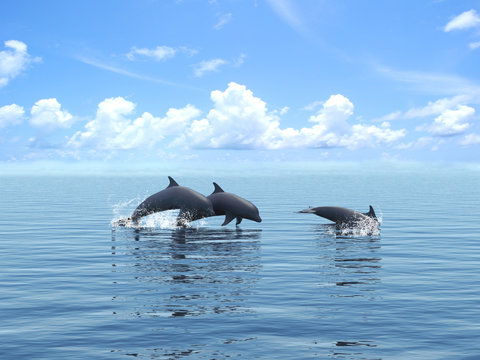  Three dolphins floating at ocean.