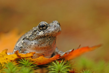 Grey treefrog (Hyla versicolor)