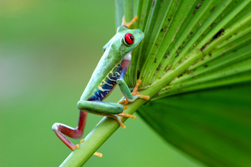 Red-eyed treefrog (Agalychnis callidryas)