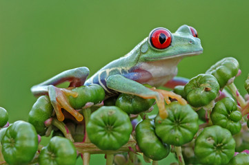 Red-eyed treefrog (Agalychnis callidryas)