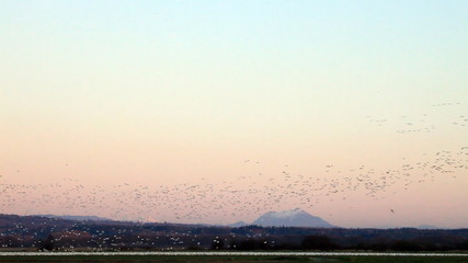 Flocks of snow geese in skagit valley, Washington State