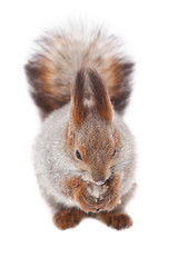 Squirrel on a white background
