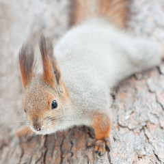 Naklejka na ściany i meble Squirrel on a tree trunk closeup