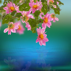 Exotic pink flower on a water dawn  background