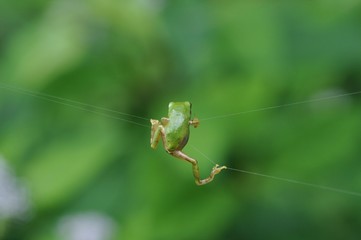 蛙