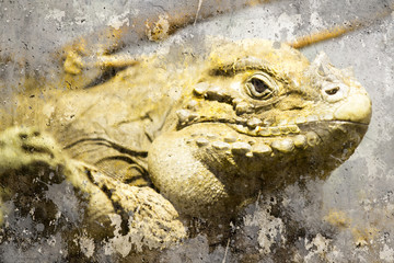 Iguana closeup shot, Artistic portrait with textured background