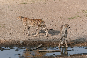 Serengeti cheetahs