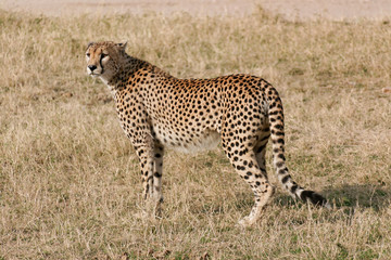 Fototapeta na wymiar Serengeti cheetah