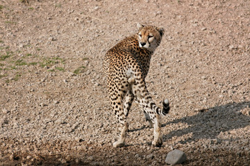 Serengeti cheetah