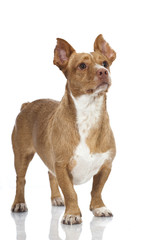 Obraz premium Mixed breed dog - Mischlingshund