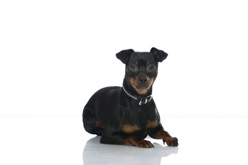 Miniature pinscher dog - Zwergpinscher