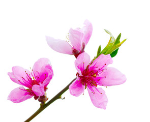 Naklejka na ściany i meble pink blossoms