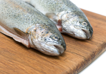 Trout fish close up