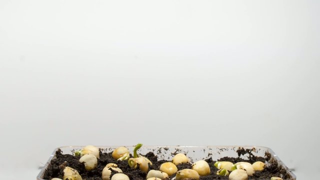 Timelapse photography of plant growth