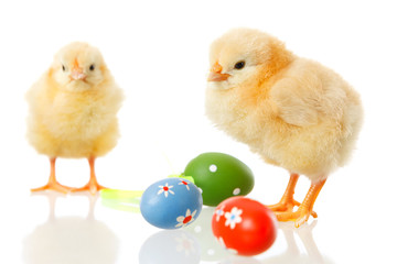 baby chicken and easter eggs on white