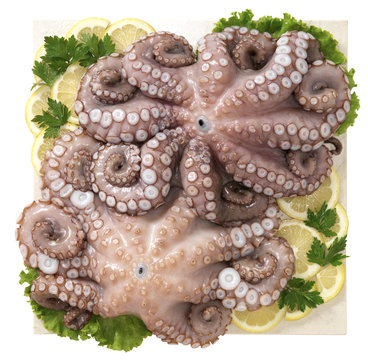 Polpo di scoglio - Octopus