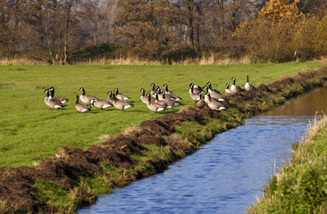 The Canada Goose (Branta canadensis)