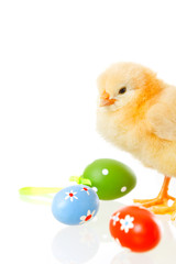 baby chicken and easter eggs on white