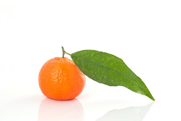 mandarin with branch