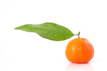 mandarin with branch