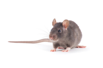 rat