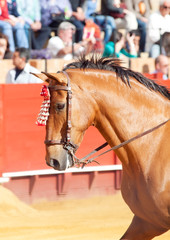 portrait of picador's  horse in corrida, Sevilla. Spain