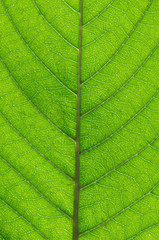 Naklejka na ściany i meble green leaf
