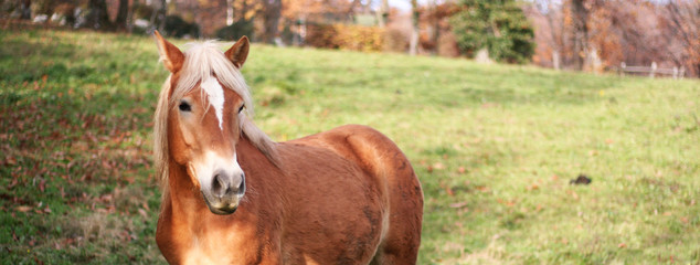 Blonde horse