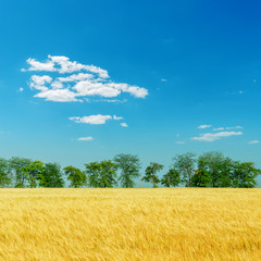 harvest field with trees under deep blue sky