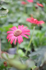Red daisy in the garden