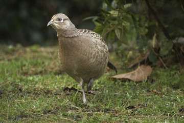 female pheasant walking on grass