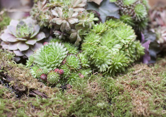 Fototapeta premium plantes grasses