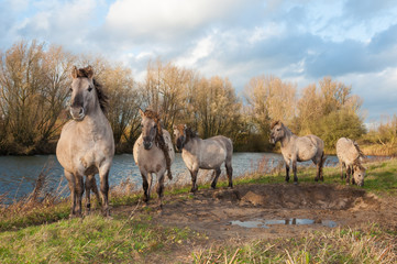 Naklejka na ściany i meble Konik konie w holenderskim rezerwatu przyrody