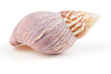 caracola sobre fondo blanco