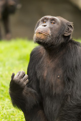 retrato de un chimpancé