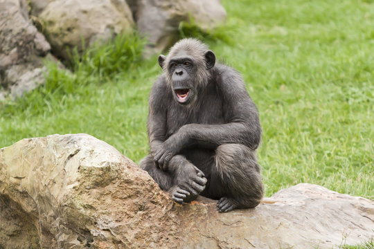 retrato de un viejo chimpancé