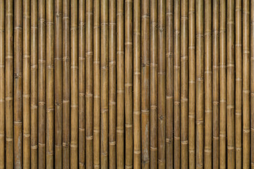 Beautiful bamboo background