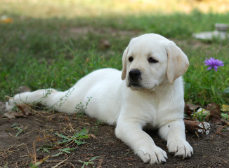 yellow labrador puppy laying in the garden