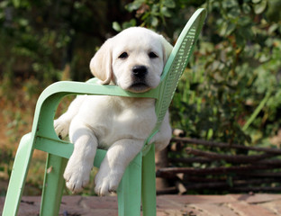 yellow labrador puppy in the garden