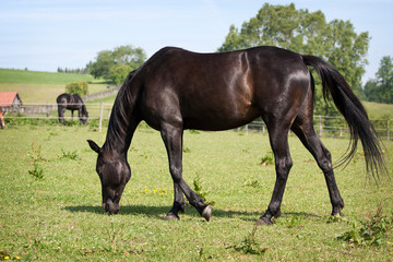 Black horse in the meadow