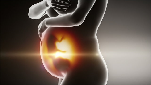 Woman Pregnancy 3D Animation With Fetus