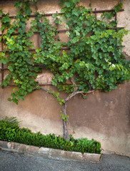 vine and the wall
