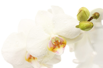 Plakat piękna orchidea, odizolowane na białym