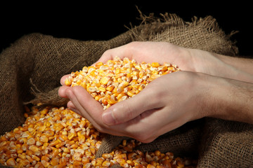 man hands with grain, on yellow corn background