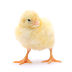 Small chicken