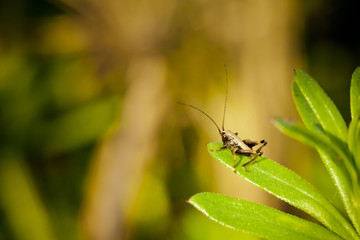 Closeup of little grasshopper