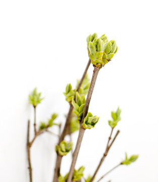 bourgeons de printemps