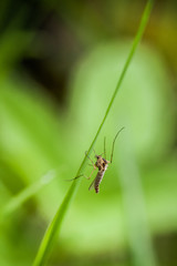 Closeup of little insect