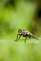 Closeup of little fly
