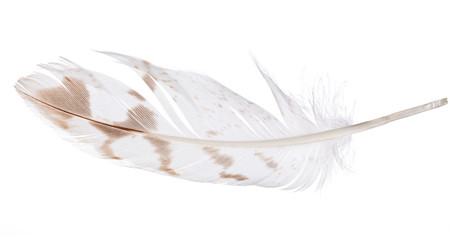 light feather with brown spots isolated on white